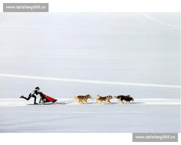 爆笑哈士奇比赛视频合集现场翻车名场面全记录与速度耐力搞笑瞬间